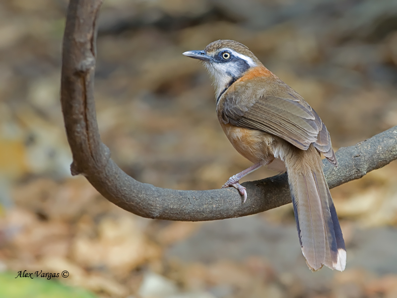 Lesser-necklaced Laughingthrush - 2011