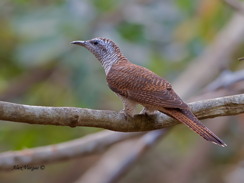 Banded Bay Cuckoo - 2011 - back view