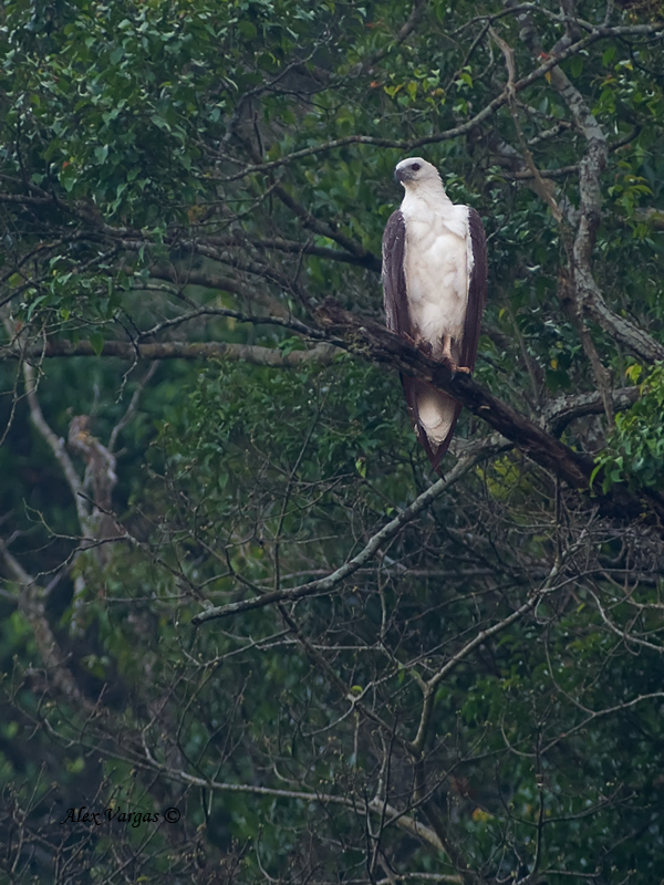 White-bellied Fish-Eagle - Perched