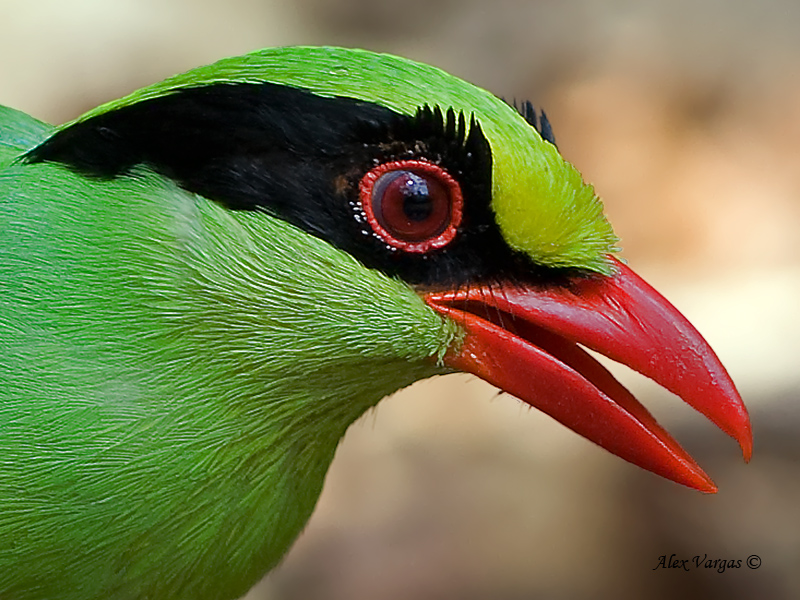 Common Green Magpie - portrait