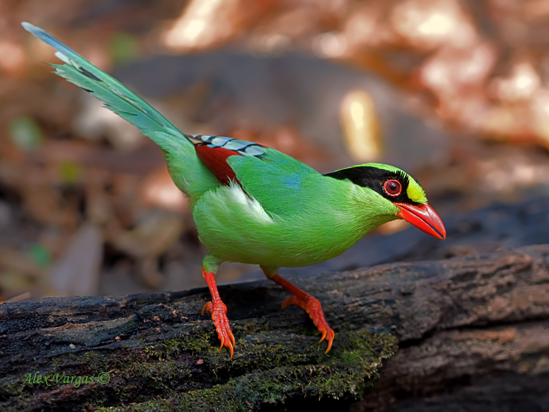 Common Green Magpie