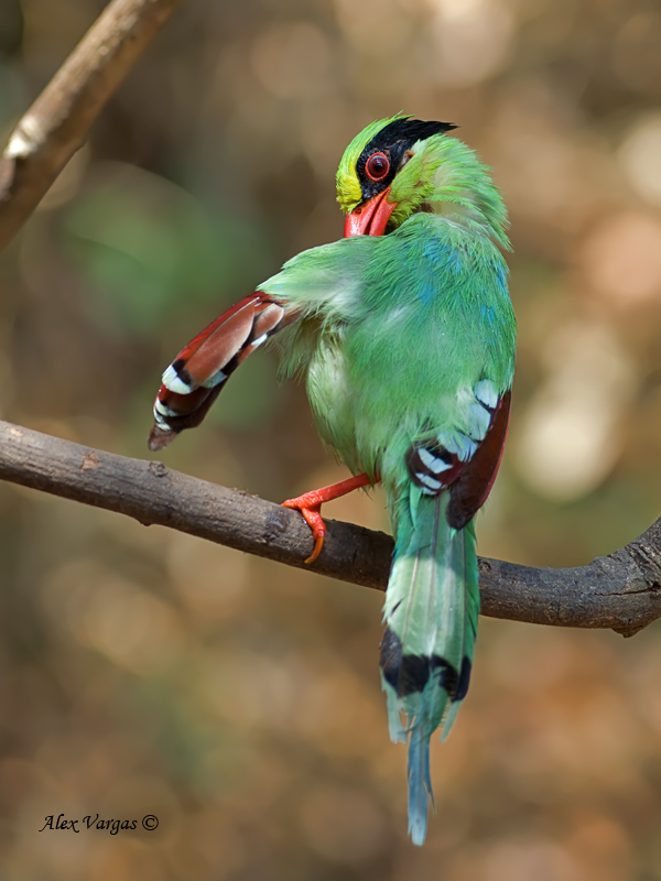 Common Green Magpie - preening