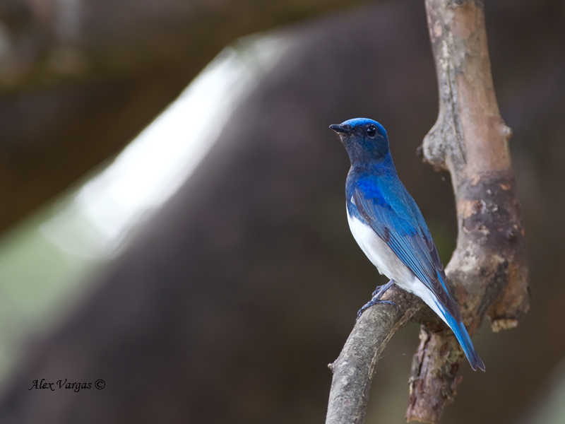 Blue-and-White Flycatcher - male - alert