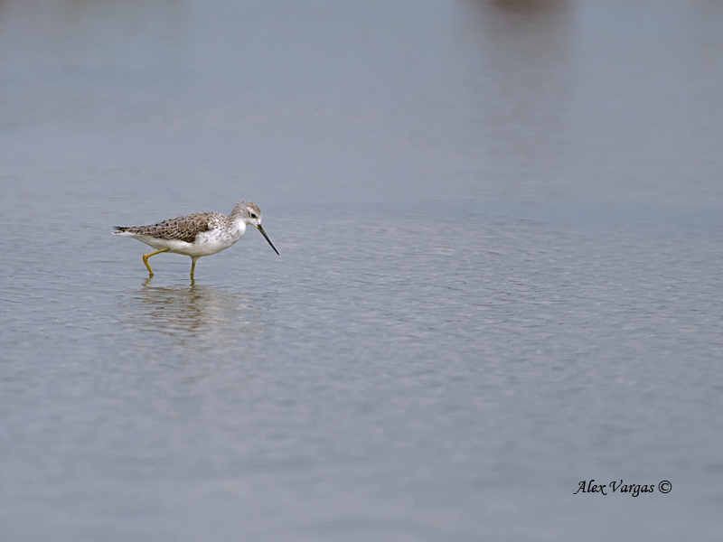 Marsh Sandpiper - breed - 2011 - 3
