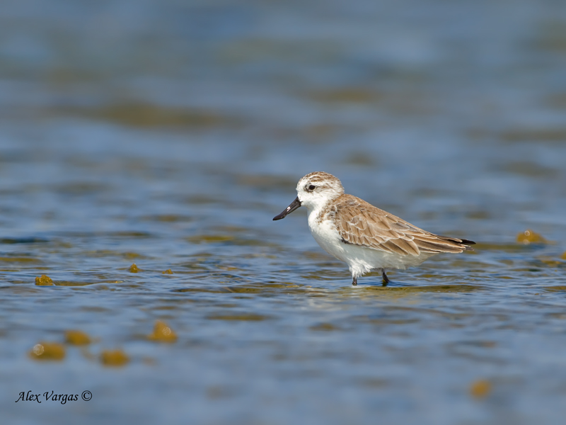 Spoonbill Sandpiper - non breed - side view