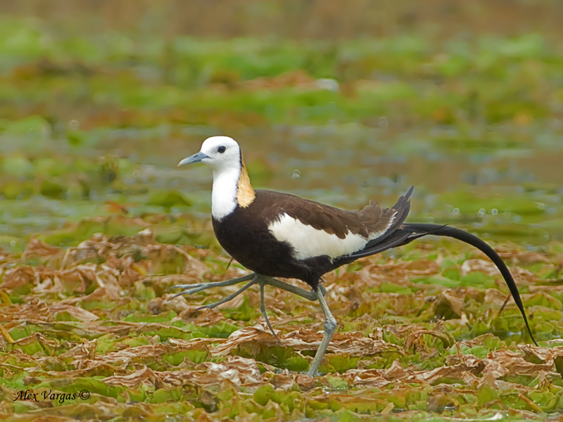 Pheasant-tailed Jacana - breed - 2012