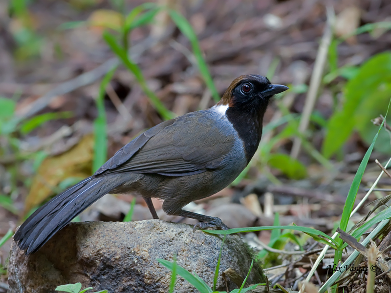 White-necked Laughingthrush - 2012