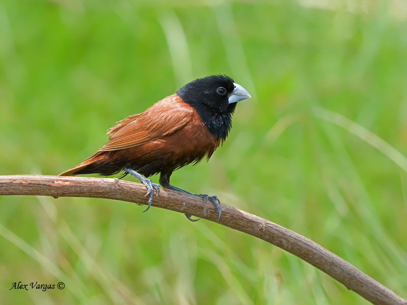 Black-headed Munia - 1