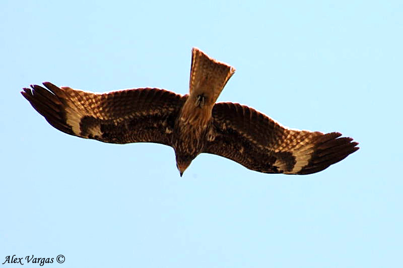 Black Kite -- 2008