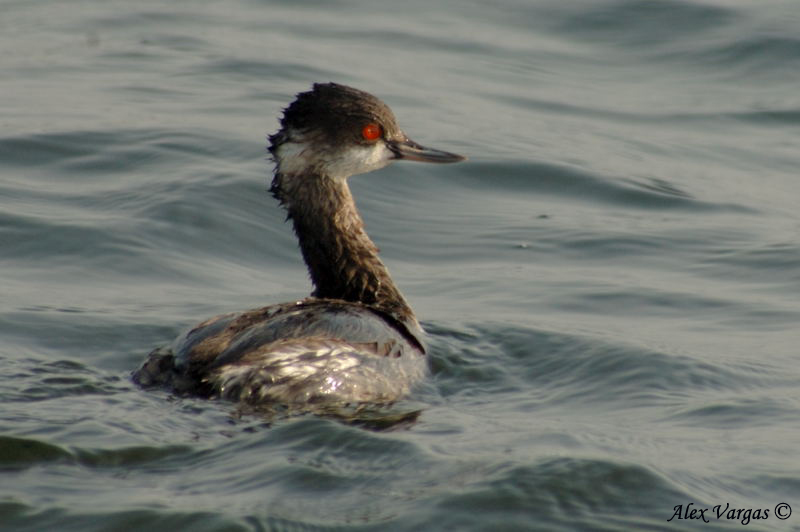 Black-necked Grebe -- sp 144