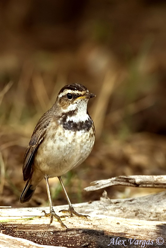 Bluethroat 2 -- sp 79