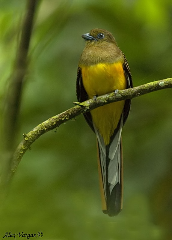 Orange-breasted Trogon - male -- 2008