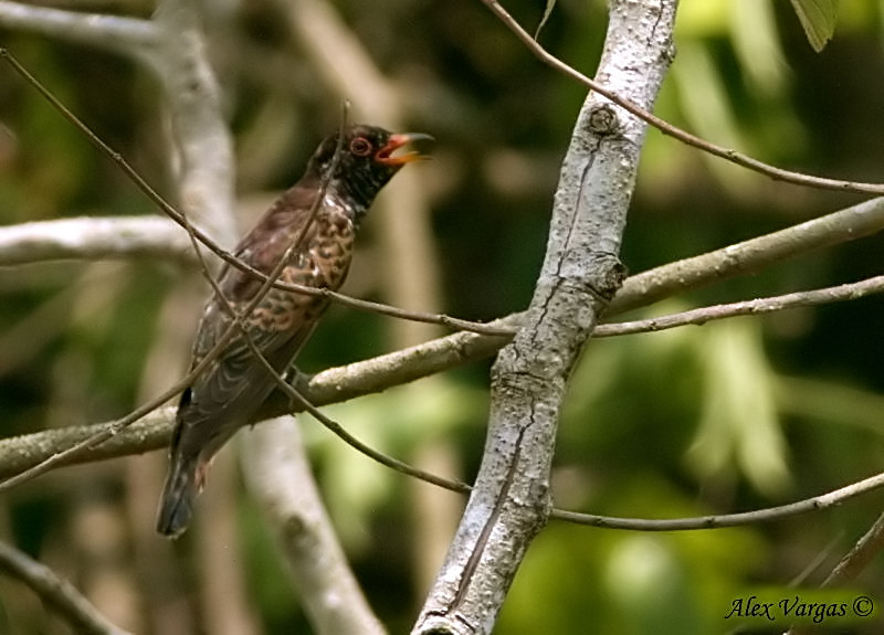 Violet Cuckoo - juvenile -- sp 123