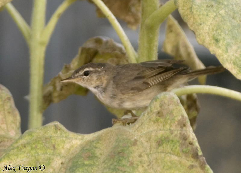 Dusky Warbler -- sp 53