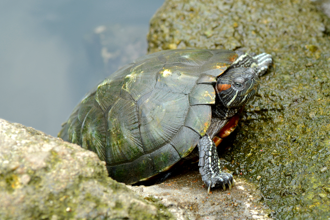 Tartaruga di lago