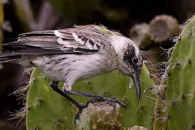 Galapapagos mockingbird  _1.JPG