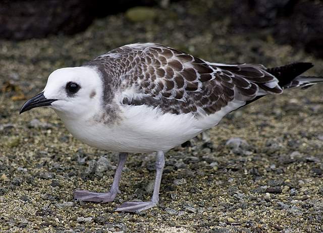 Juvenile Swallow-Tailed Gull .007.JPG