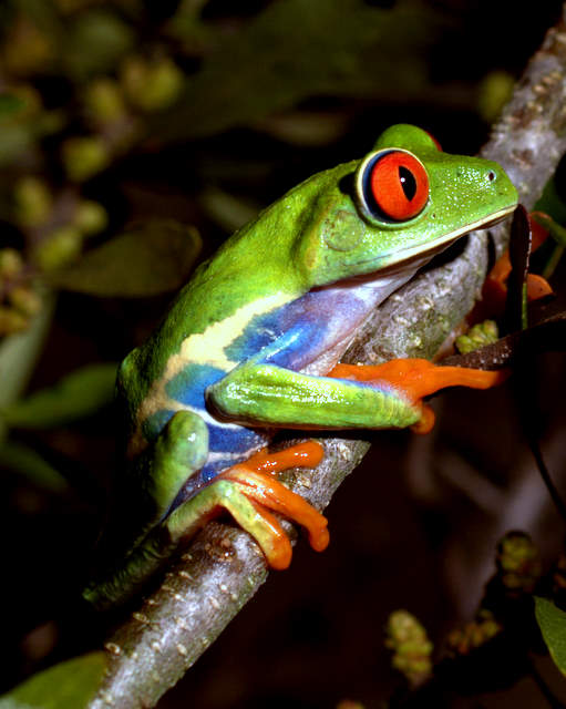 Gaudy Leaf Frog