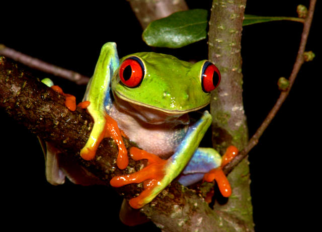 Gaudy Leaf Frog