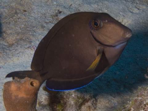 Black Tang.007.JPG007.JPG