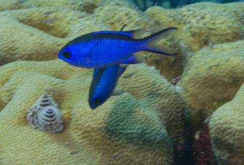 Blue Chromis 2.007JPG007.JPG