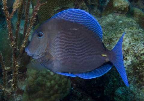Blue Tang 2.007.JPG007.JPG