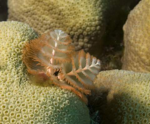 Christmas Tree Worm.007JPG007.JPG