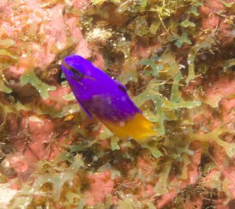 Fairy Basslet.007.JPG007.JPG