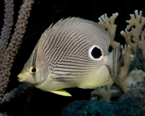 Foureye Butterflyfish.007.JPG007.JPG