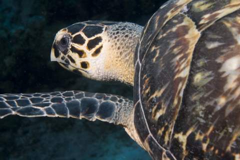 Green Turtle3.007JPG007.JPG