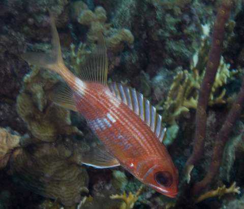 Longspine Squirrelfish.007JPG007.JPG