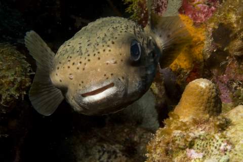 Porcupinefish.007.JPG007.JPG