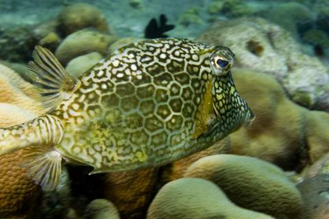 Honeycomb Cowfish.007.007JPG007_2.JPG