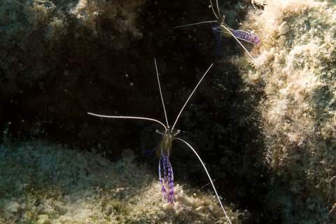 Pederson Cleaner Shrimp.007JPG007.JPG
