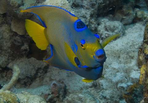 Queen Angelfish3.007JPG007.JPG