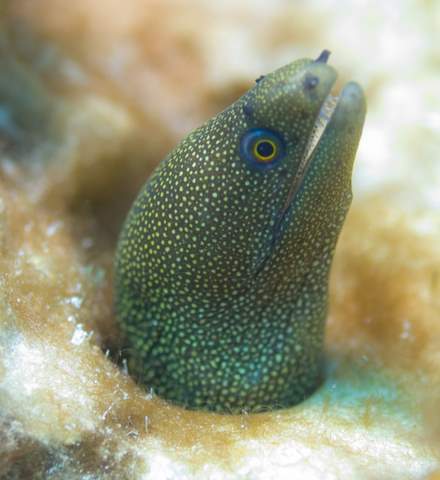 Small moray.007.JPG007.JPG