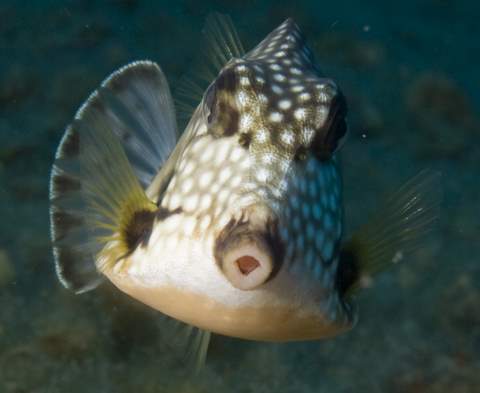Smooth Trunkfish 2.007.JPG007.JPG