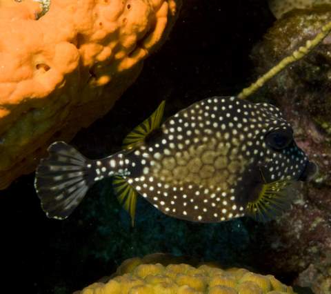 Smooth Trunkfish.007.JPG007.JPG