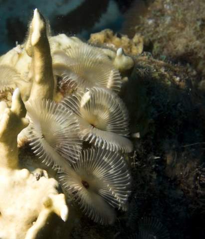 Social Feather Duster.007JPG007.JPG