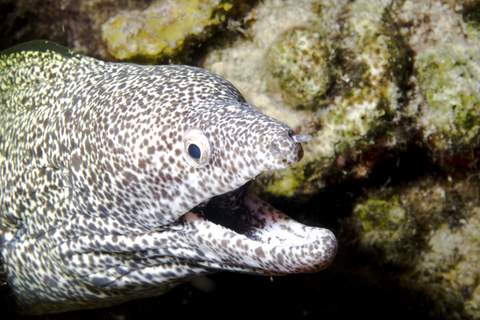 Spotted Moray2.007.JPG007.JPG