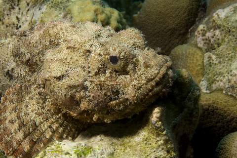 Spotted Scorpionfish.007JPG007.JPG