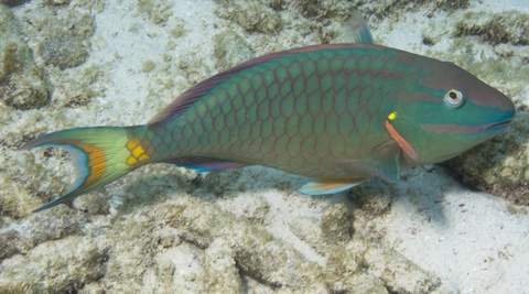 Stoplight Parrotfish adult.007.007JPG007.JPG