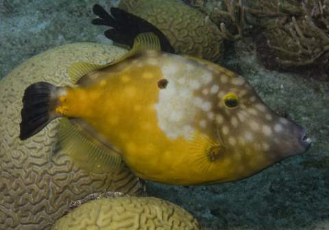 Whitespotted Filefish.007.JPG007.JPG