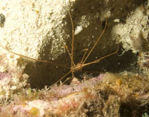 Yellowline Arrow Crab.007.JPG007.JPG
