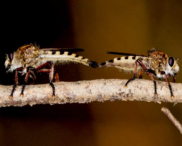 Mating Robber Flies