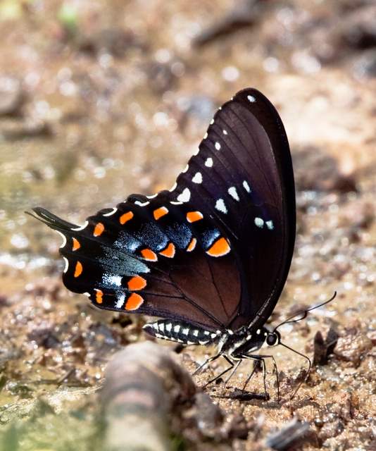 Spicebush Swallowtail
