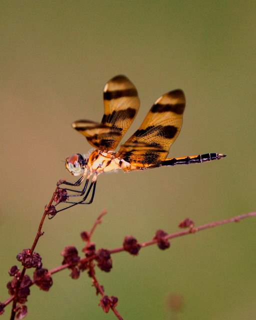Halloween Pennant