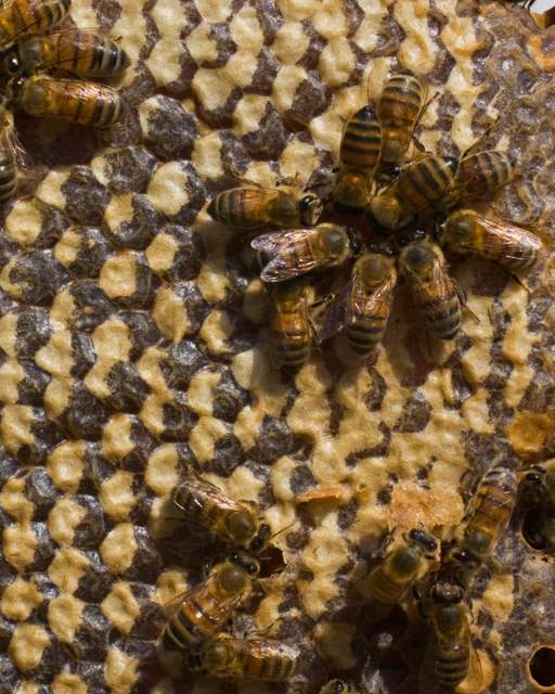 Worker Bees