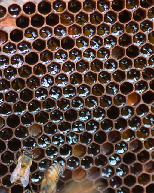 Uncapped Honey