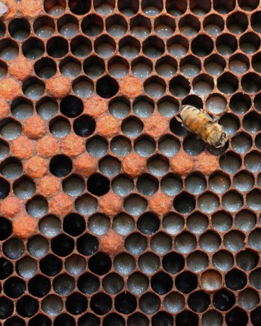 Worker Bee Larvae